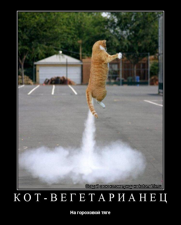 Кот-вегетарианец На гороховой тяге... Котоматрица: Кот-вегетарианец На гороховой тяге