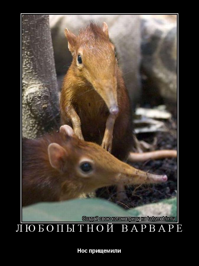 Любопытной варваре Нос прищемили... Котоматрица: Любопытной варваре Нос прищемили