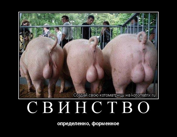 свинство определенно, форменное... Котоматрица: свинство определенно, форменное