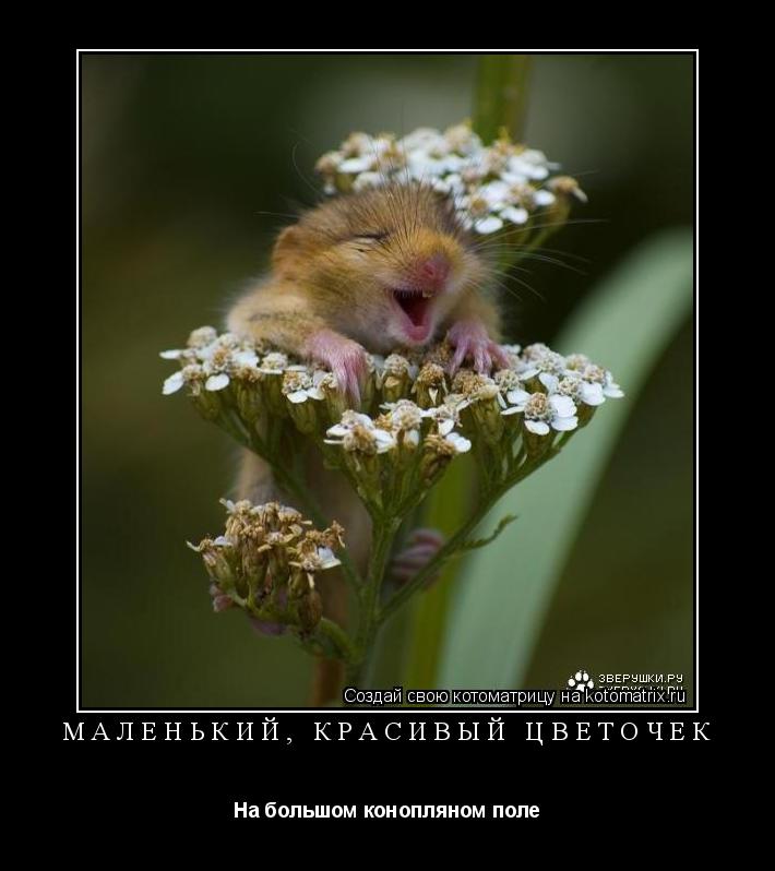 Маленький, красивый цветочек На большом конопляном поле... Котоматрица: Маленький, красивый цветочек На большом конопляном поле