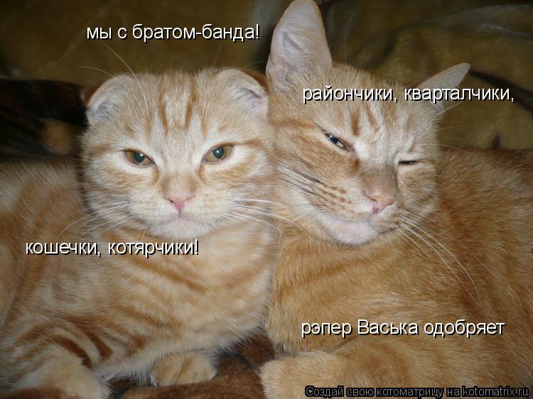мы с братом-банда! райончики, кварталчики, кошечки, котярчики! рэпер Васька одобряет... Котоматрица: мы с братом-банда! райончики, кварталчики, кошечки, котярчики! рэпер Васька одобряет