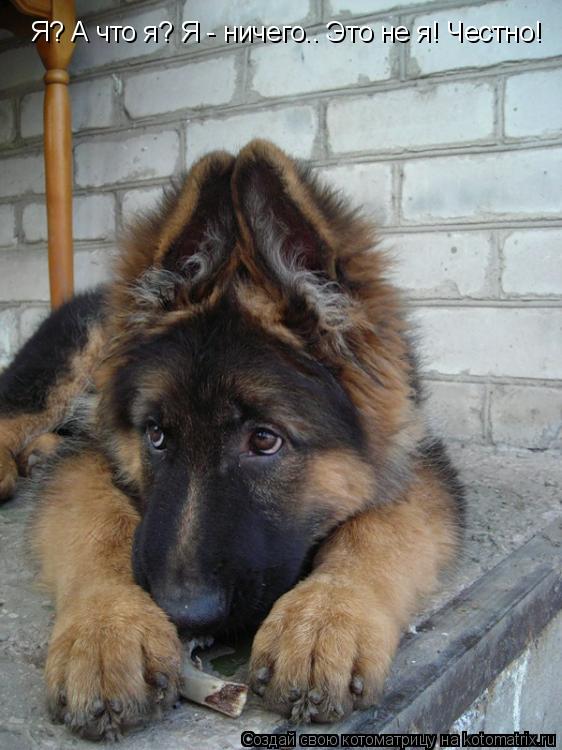 Я? А что я? Я - ничего.. Это не я! Честно!... Котоматрица: Я? А что я? Я - ничего.. Это не я! Честно!
