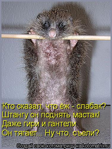 Кто сказал, что ёж - слабак? Штангу он поднять мастак! Даже гири и гантели Он тягает... Ну что, съели... Котоматрица: Кто сказал, что ёж - слабак? Штангу он поднять мастак! Даже гири и гантели Он тягает... Ну что, съели?