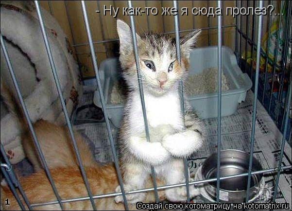 Котоматрица: - Ну как-то же я сюда пролез?...