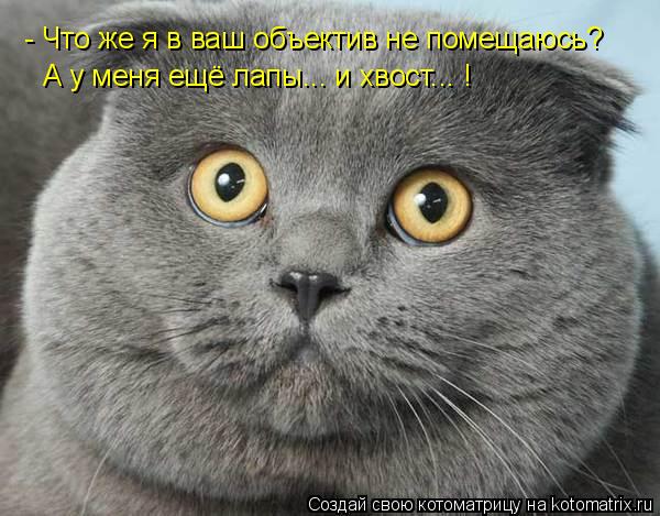- Что же я в ваш объектив не помещаюсь? А у меня ещё лапы... и хвост... !... Котоматрица: - Что же я в ваш объектив не помещаюсь? А у меня ещё лапы... и хвост... !