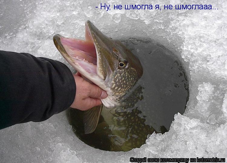 - Ну, не шмогла я, не шмоглааа...... Котоматрица: - Ну, не шмогла я, не шмоглааа...