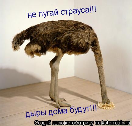 не пугай страуса!!! дыры дома будут!!!... Котоматрица: не пугай страуса!!! дыры дома будут!!!