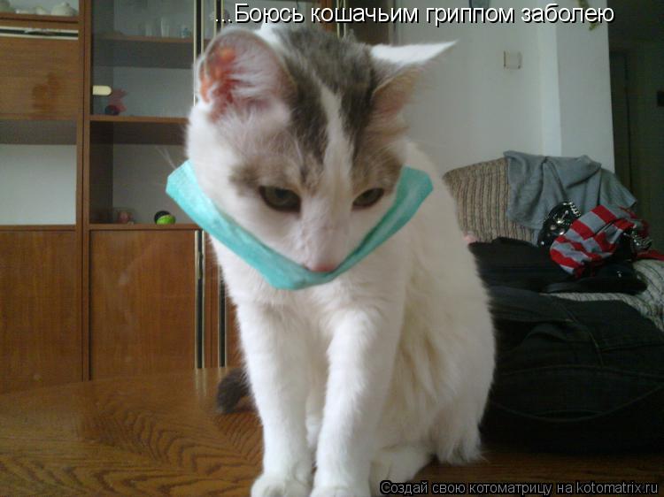 ...Боюсь кошачьим гриппом заболею... Котоматрица: ...Боюсь кошачьим гриппом заболею
