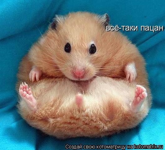 всё-таки пацан... Котоматрица: всё-таки пацан