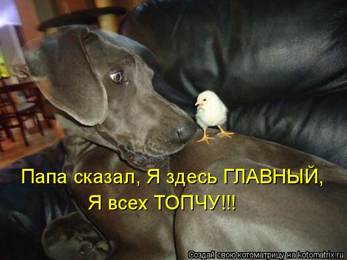 Папа сказал, Я здесь ГЛАВНЫЙ, Я всех ТОПЧУ!!!... Котоматрица: Папа сказал, Я здесь ГЛАВНЫЙ, Я всех ТОПЧУ!!!