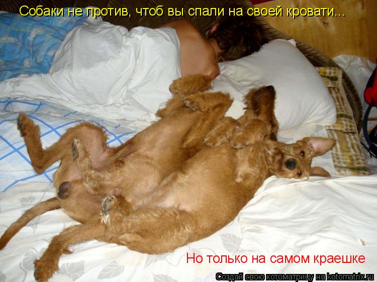 Собаки не против, чтоб вы спали на своей кровати... Но только на самом краешке... Котоматрица: Собаки не против, чтоб вы спали на своей кровати... Но только на самом краешке
