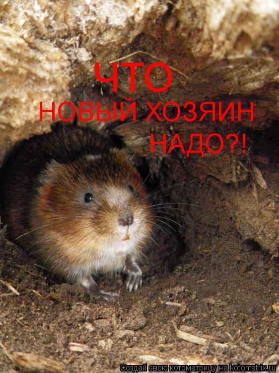 НОВЫЙ ХОЗЯИН НАДО?! ЧТО... Котоматрица: НОВЫЙ ХОЗЯИН НАДО?! ЧТО
