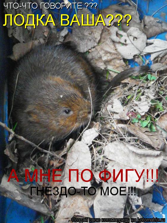 ЛОДКА ВАША??? А МНЕ ПО ФИГУ!!! ГНЕЗДО-ТО МОЕ!!! ЧТО-ЧТО ГОВОРИТЕ ???... Котоматрица: ЛОДКА ВАША??? А МНЕ ПО ФИГУ!!! ГНЕЗДО-ТО МОЕ!!! ЧТО-ЧТО ГОВОРИТЕ ???