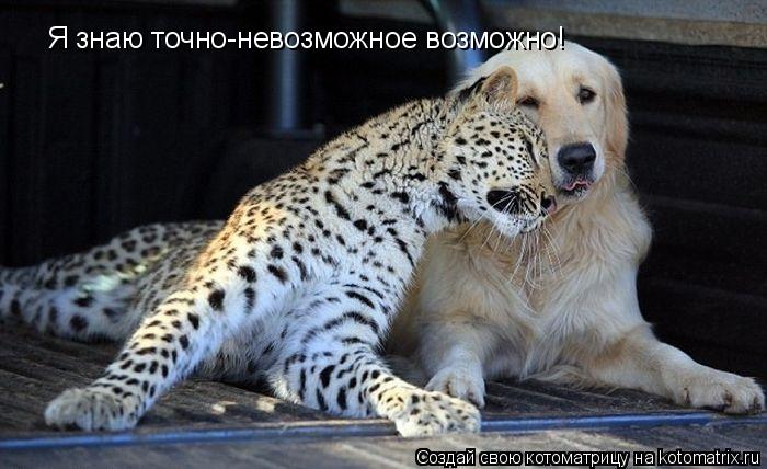 Я знаю точно-невозможное возможно!... Котоматрица: Я знаю точно-невозможное возможно!