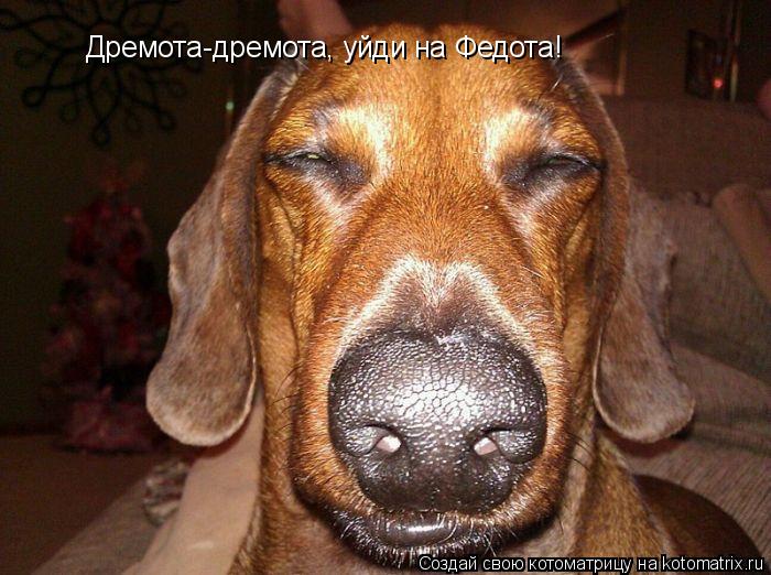 Дремота-дремота, уйди на Федота!... Котоматрица: Дремота-дремота, уйди на Федота!
