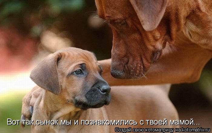 Вот так,сынок,мы и познакомились с твоей мамой...... Котоматрица: Вот так,сынок,мы и познакомились с твоей мамой...