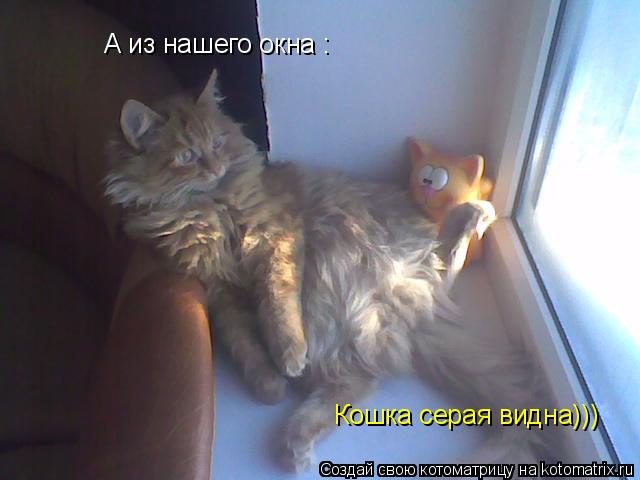 А из нашего окна : Кошка серая видна)))... Котоматрица: А из нашего окна : Кошка серая видна)))