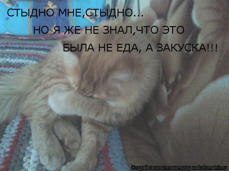 СТЫДНО МНЕ,СТЫДНО... НО Я ЖЕ НЕ ЗНАЛ,ЧТО ЭТО БЫЛА НЕ ЕДА, А ЗАКУСКА!!!... Котоматрица: СТЫДНО МНЕ,СТЫДНО... НО Я ЖЕ НЕ ЗНАЛ,ЧТО ЭТО БЫЛА НЕ ЕДА, А ЗАКУСКА!!!