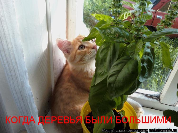 Котоматрица: КОГДА ДЕРЕВЬЯ БЫЛИ БОЛЬШИМИ