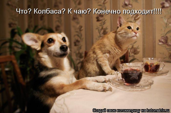 Котоматрица: Что? Колбаса? К чаю? Конечно подходит!!!!