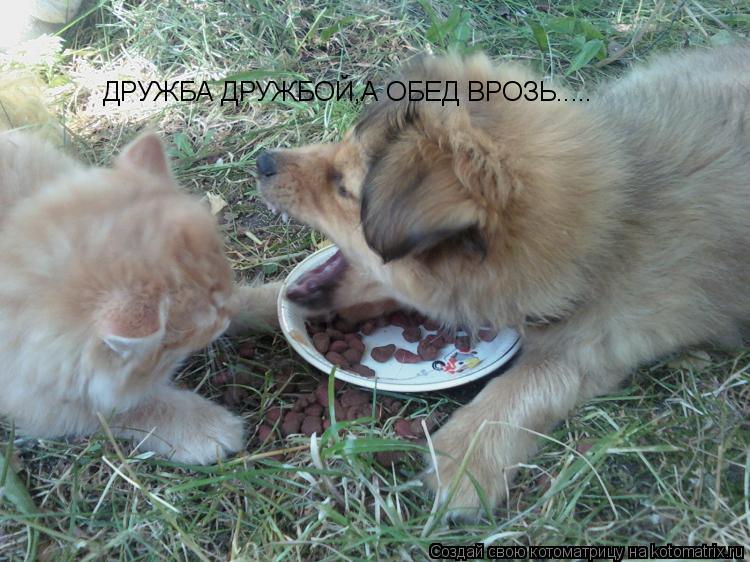 Котоматрица: ДРУЖБА ДРУЖБОЙ,А ОБЕД ВРОЗЬ.....