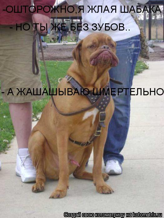 Котоматрица: - НО ТЫ ЖЕ БЕЗ ЗУБОВ.. -ОШТОРОЖНО,Я ЖЛАЯ ШАБАКА - А ЖАШАШЫВАЮ ШМЕРТЕЛЬНО