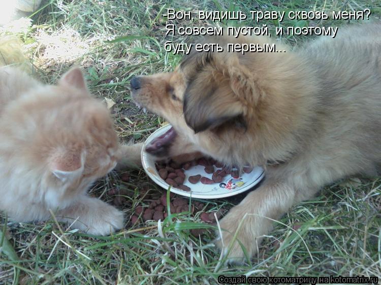 Котоматрица: -Вон, видишь траву сквозь меня? Я совсем пустой, и поэтому  буду есть первым...