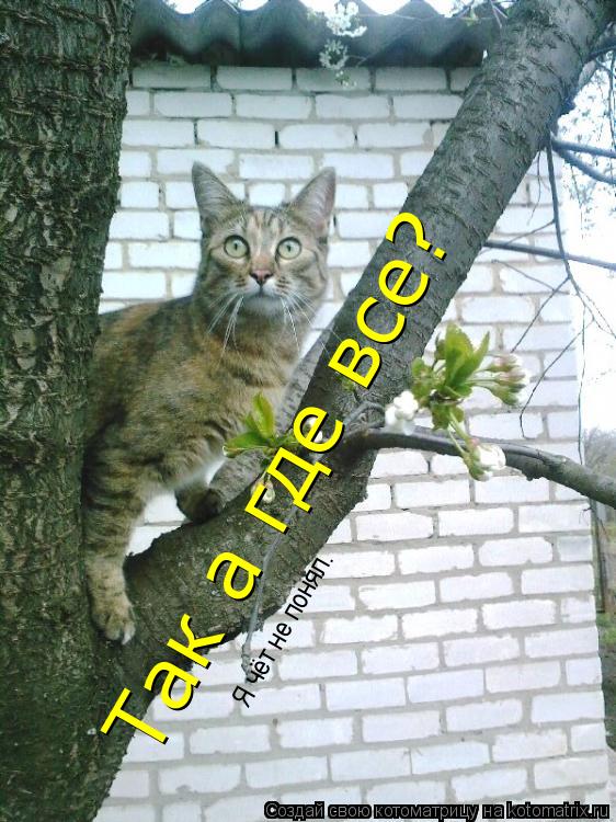 Котоматрица: Так а где все? Я чёт не понял.