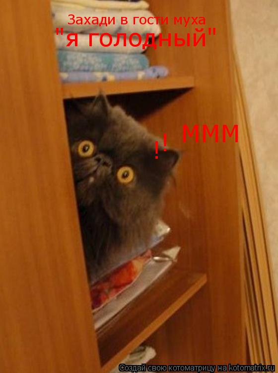 Котоматрица: Захади в гости муха  ! ! МММ "я голодный"
