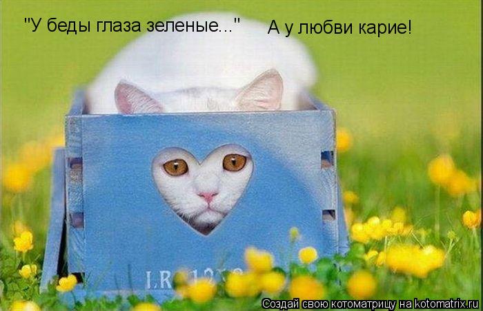 Котоматрица: "У беды глаза зеленые..." А у любви карие!