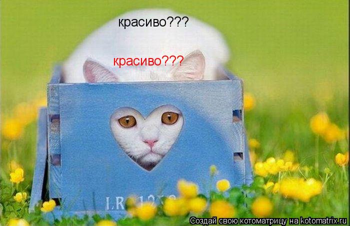 Котоматрица: красиво??? красиво???