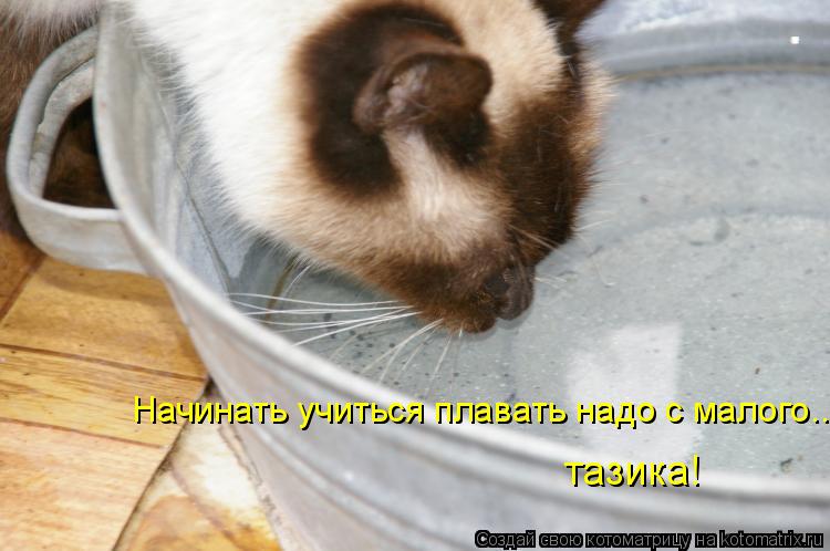 Котоматрица: Начинать учиться плавать надо с малого... тазика!