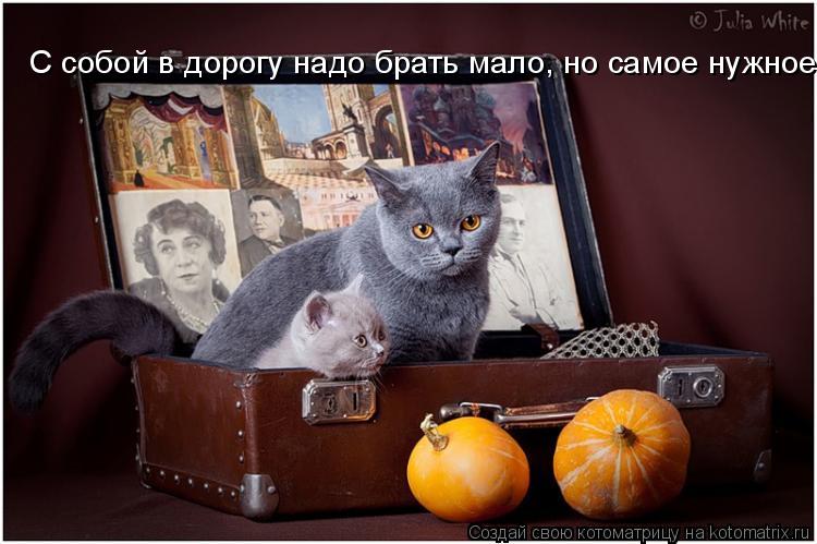 Котоматрица: С собой в дорогу надо брать мало, но самое нужное!