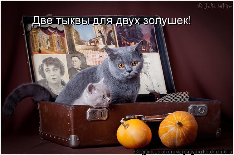 Котоматрица: Две тыквы для двух золушек!
