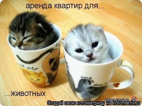Котоматрица: ...животных аренда квартир для...