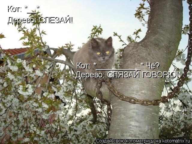 Котоматрица: Кот: *__* Дерево: СЛЕЗАЙ! Кот: *__________* Чё? Дерево: СЛЯЗАЙ ГОВОРЮ!