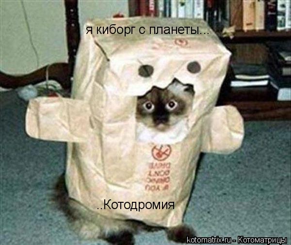 Котоматрица: я киборг с планеты... ..Котодромия