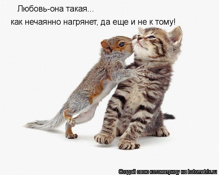 Котоматрица: Любовь-она такая... как нечаянно нагрянет, да еще и не к тому!