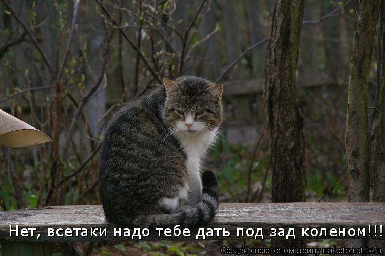 Котоматрица: Нет, всетаки надо тебе дать под зад коленом!!!!