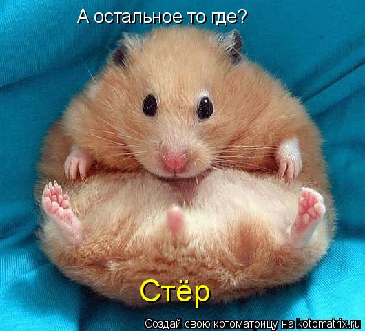 Котоматрица: А остальное то где? Стёр