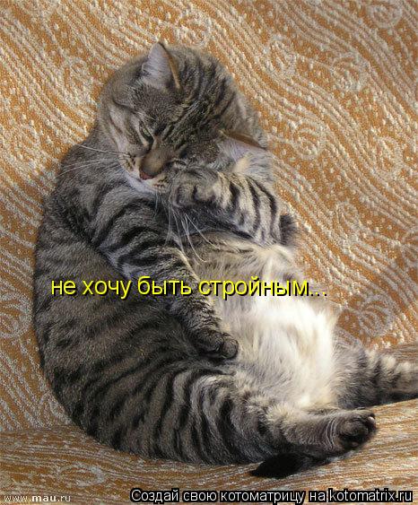Котоматрица: не хочу быть стройным...