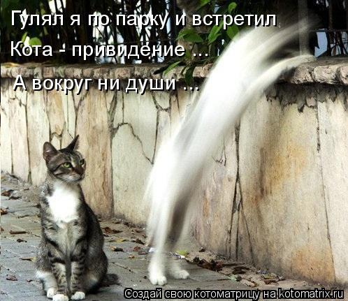 Котоматрица: Гулял я по парку и встретил  Кота - привидение ... А вокруг ни души ...