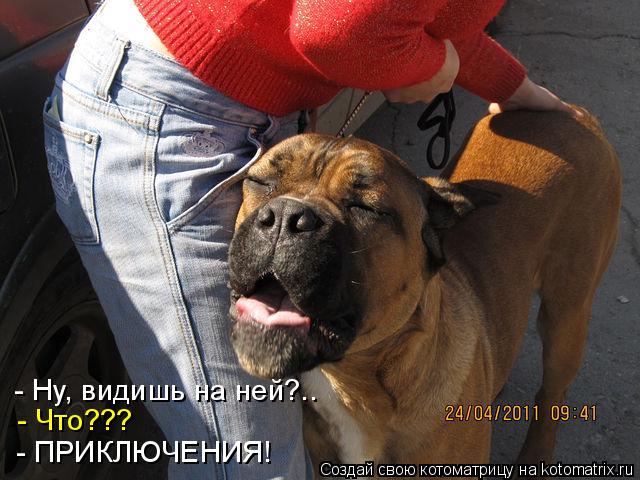 Котоматрица: - Ну, видишь на ней?.. - Что??? - ПРИКЛЮЧЕНИЯ!