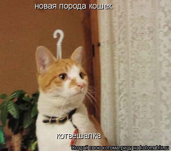 Котоматрица: новая порода кошек котвешалка
