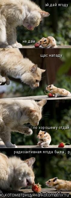 Котоматрица: эй,дай ягоду не дам щас нападу по хорошему отдай радиоактивная ягода была ; р