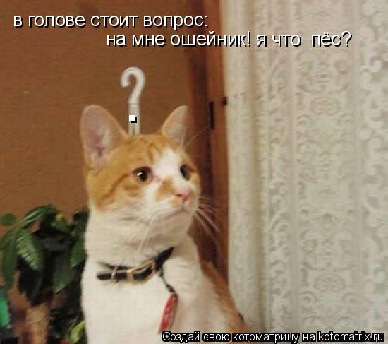 Котоматрица: в голове стоит вопрос: на мне ошейник! я что  пёс? .