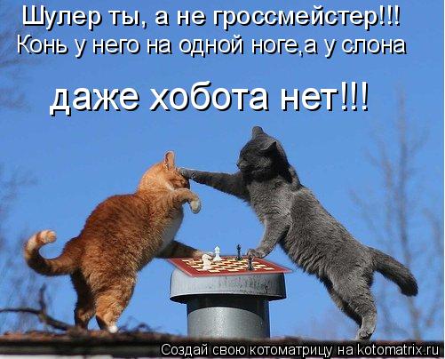 Котоматрица: Шулер ты, а не гроссмейстер!!! Конь у него на одной ноге,а у слона даже хобота нет!!!