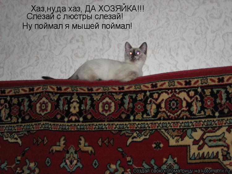 Котоматрица: Хаз,ну,да хаз, ДА ХОЗЯЙКА!!!  Слезай с люстры слезай!  Ну поймал я мышей поймал!