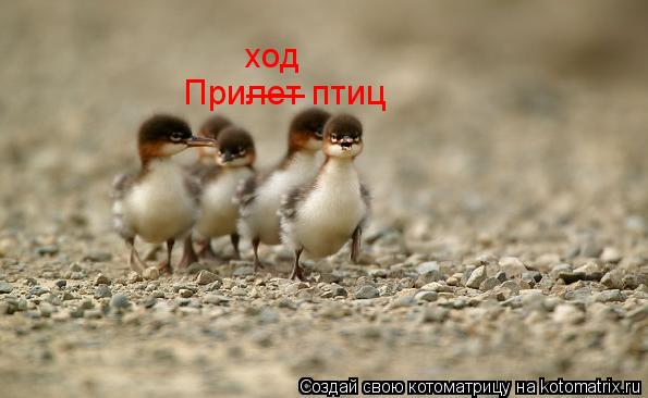 Котоматрица: Прилет птиц  &#175;&#175;&#175; ход
