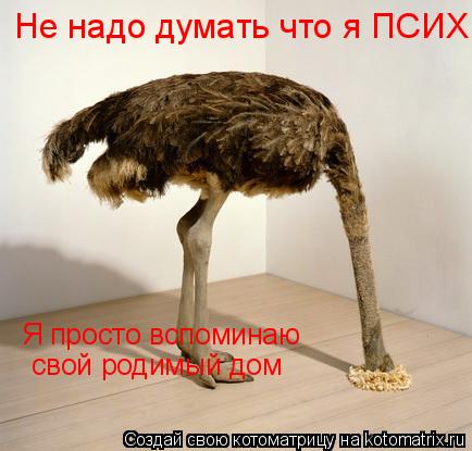 Котоматрица: Не надо думать что я ПСИХ. Я просто вспоминаю свой родимый дом